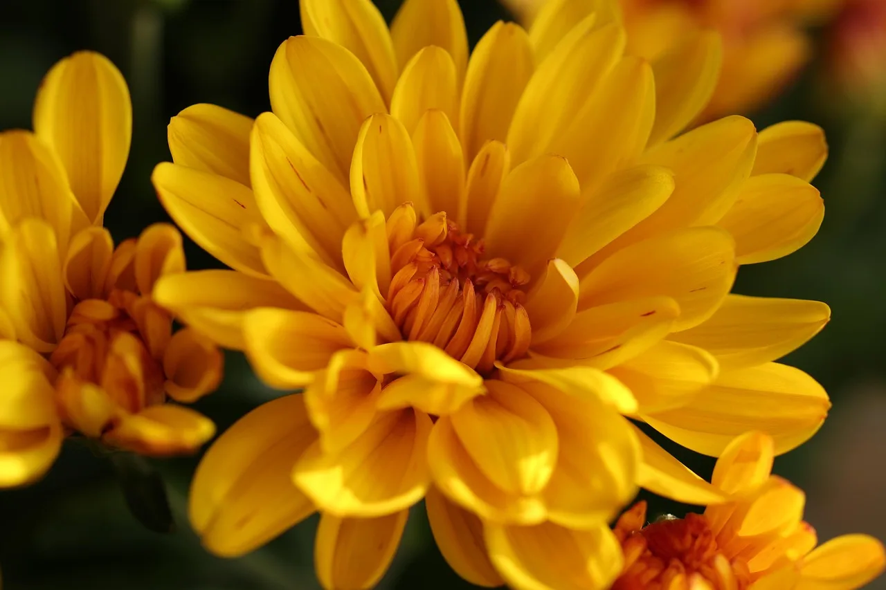 Double Ninth Festival: Climbing High, Honoring Elders, and Enjoying Autumn in China history, food, and modern traditions