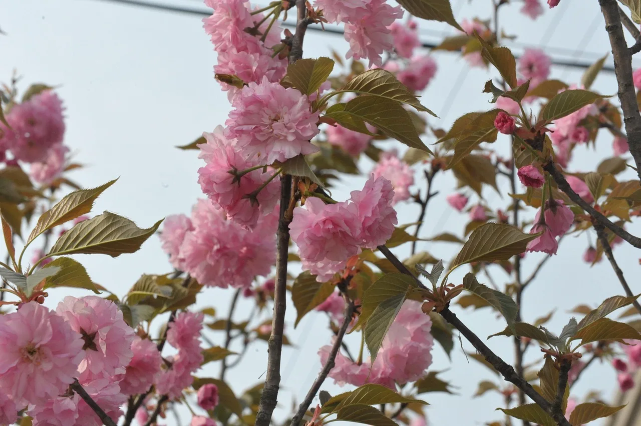 Qingming Festival: Tomb Sweeping, Spring Outings, and the Meaning of Remembrance in China history, food, and modern traditions